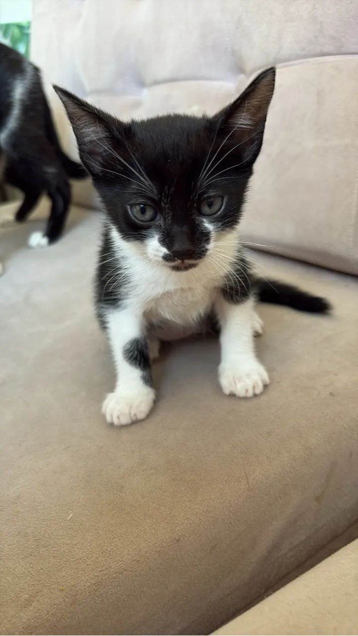 Doação filhote gato - Foto 2