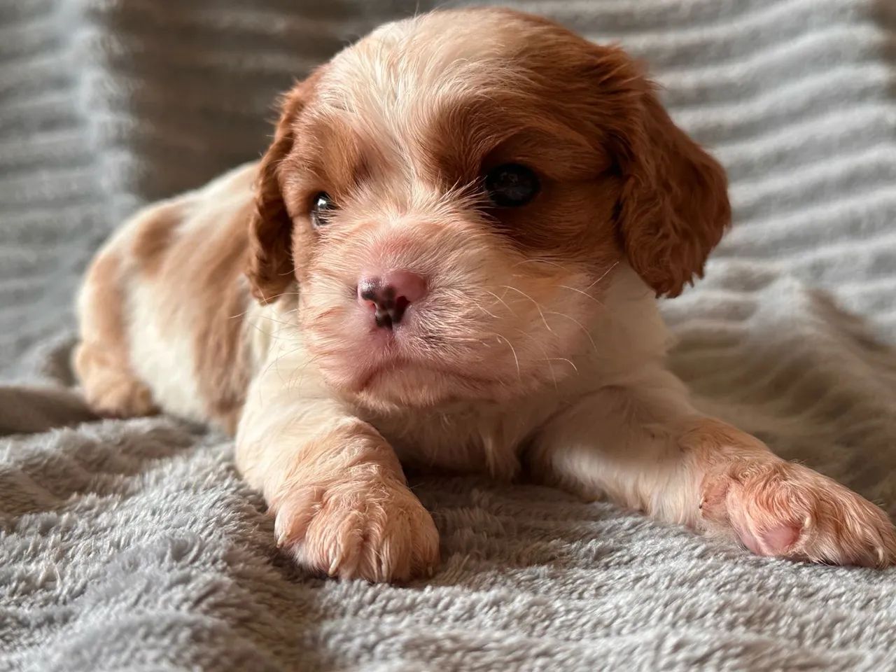 Cavalier charles King Spaniel - Foto 2