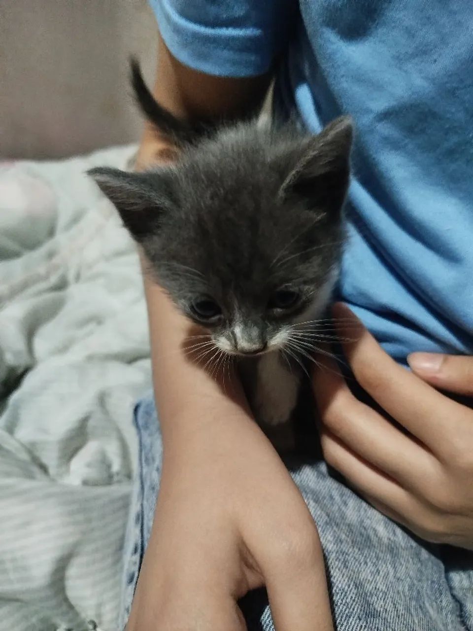 Doação de gatinhos 