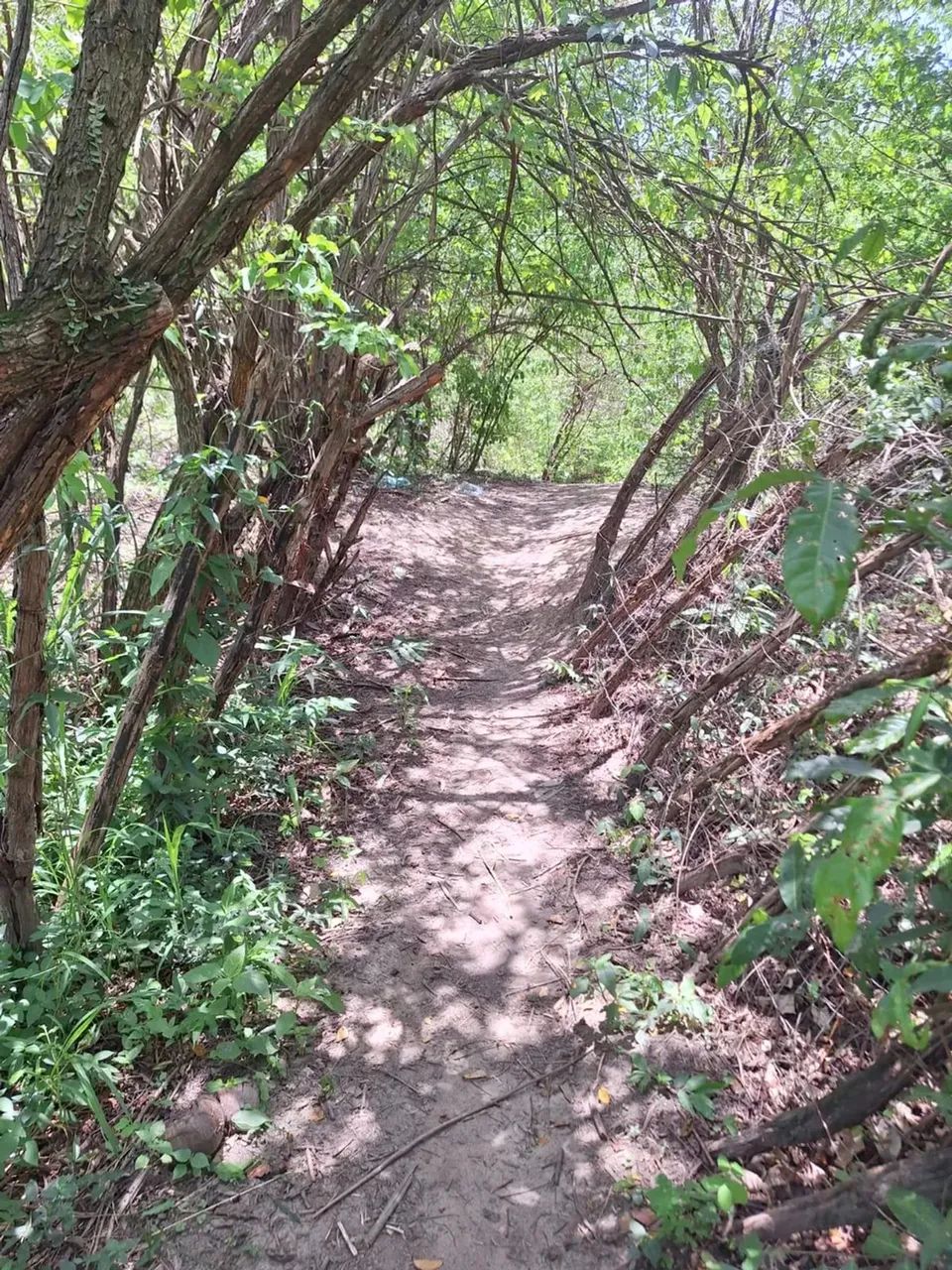 sítio com 14.000m² - Foto 14