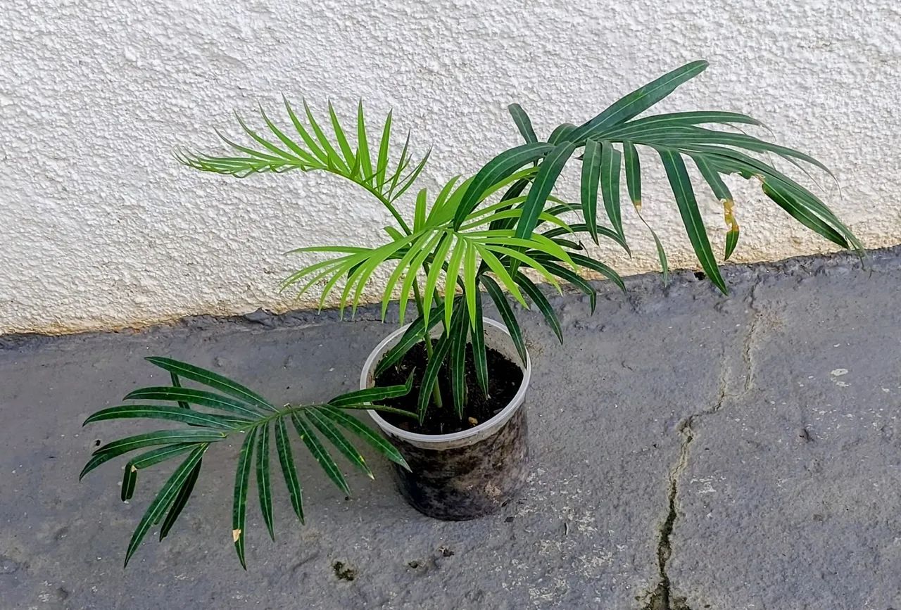 Vendo.  - Foto 2