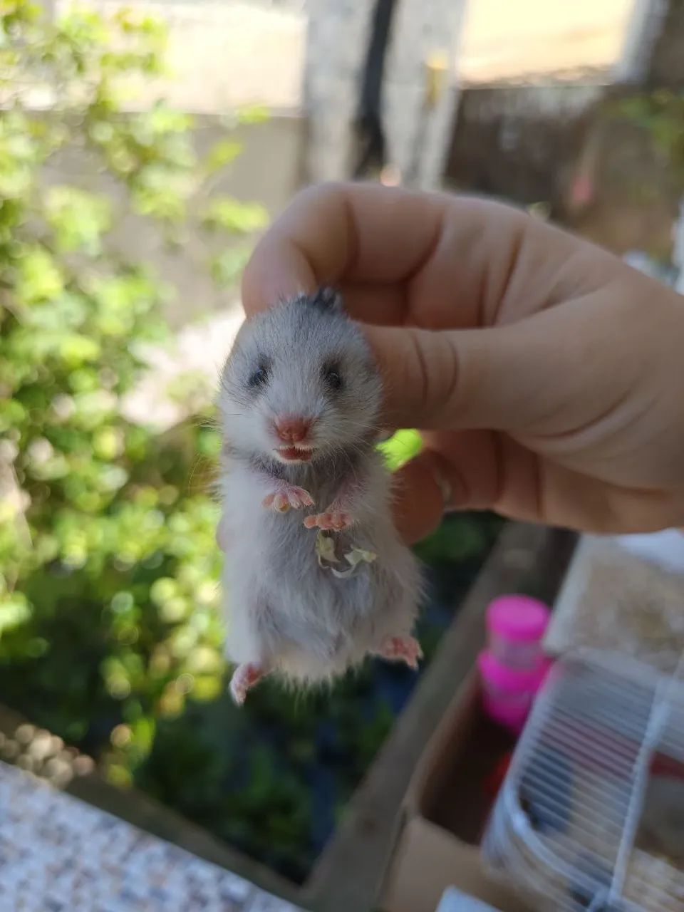 Hamster Angorá em Maceió  - Foto 2