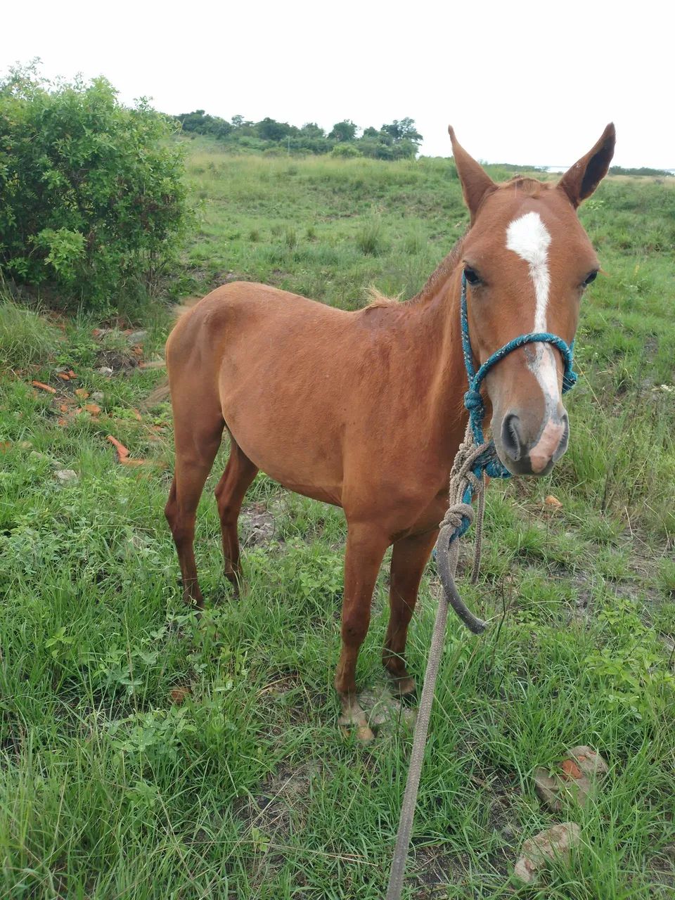 Vendo potro  - Foto 2