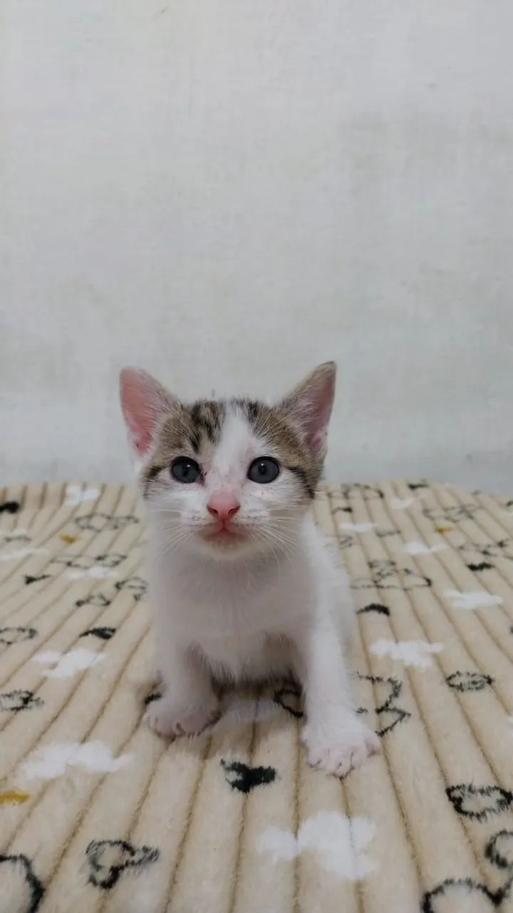 Gatos para Adoção