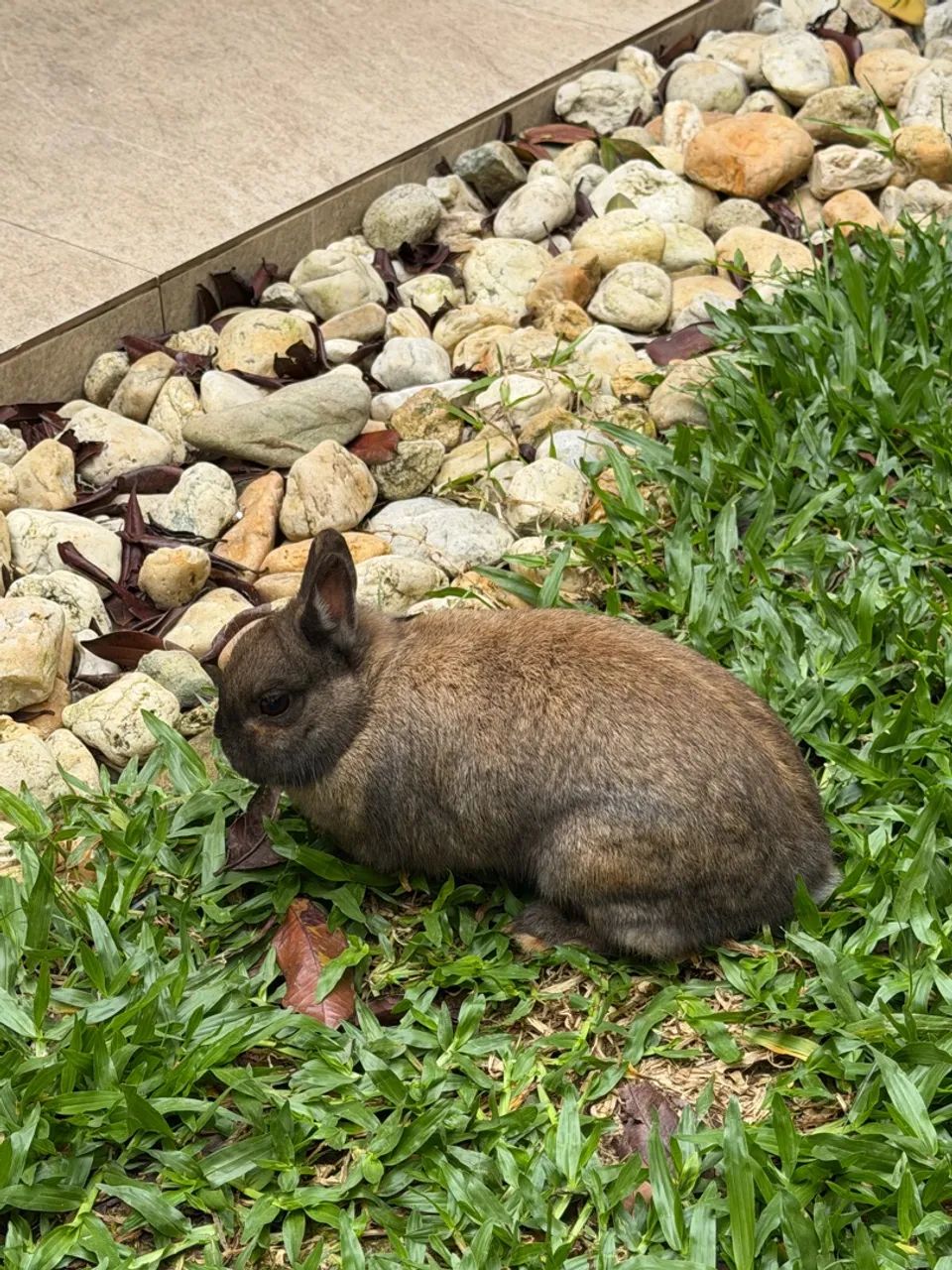 Mini coelho Netherland Dwarf - Foto 2