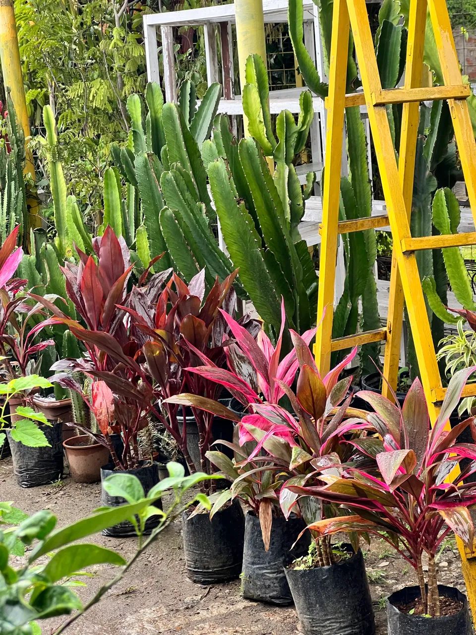 Comércio de plantas- oportunidade de negócio  - Foto 4