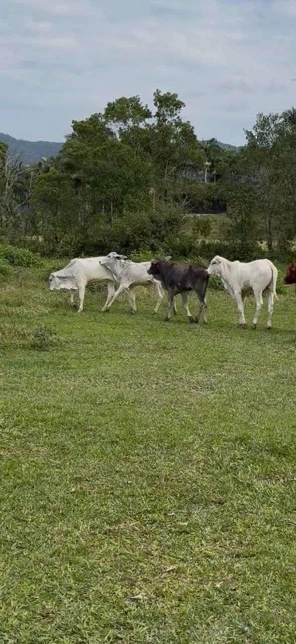 Lote com 5 terneiros Nelore  - Foto 4