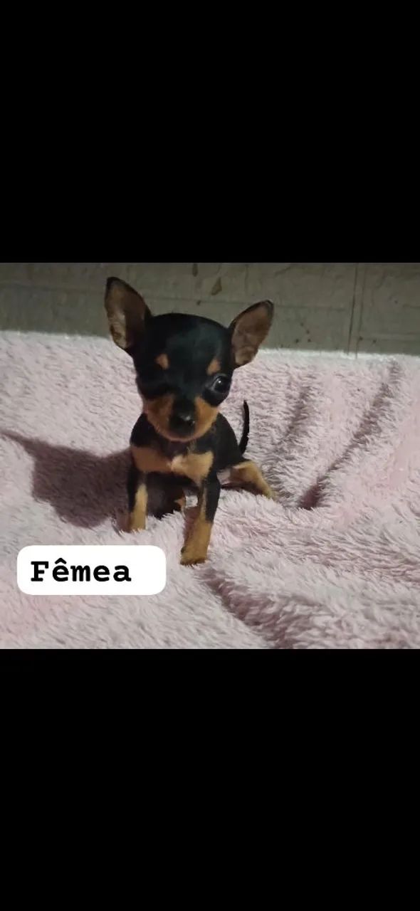 Vende lindos filhotes de pinscher  - Foto 4