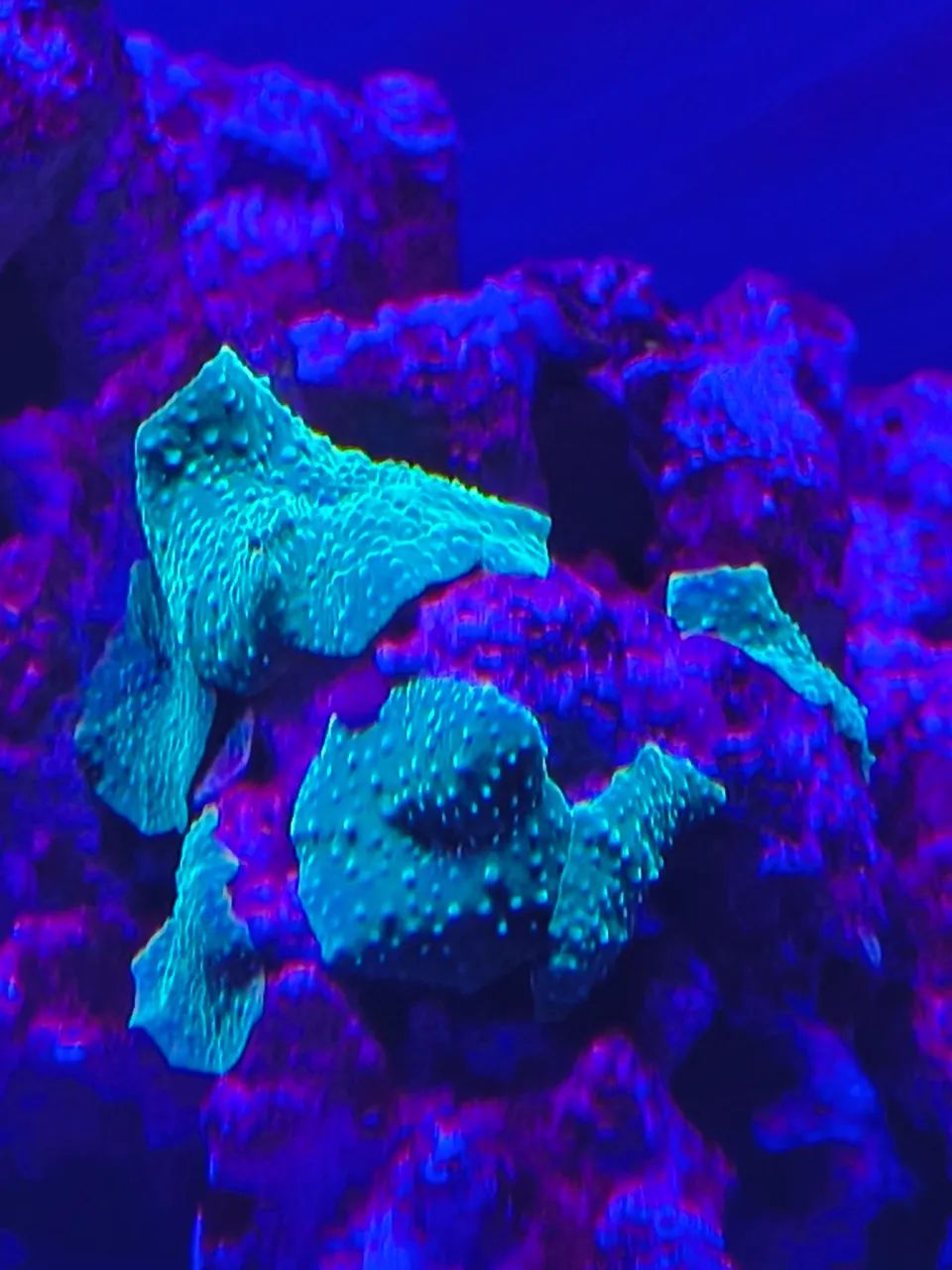 Suporte com lente especial p tirar fotos de corais coral aquário marinho - Foto 4