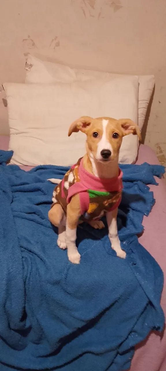 Doa-se uma cachorrinha  - Foto 4
