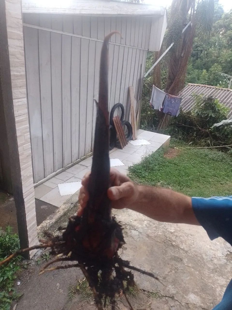 Banana  - Foto 3