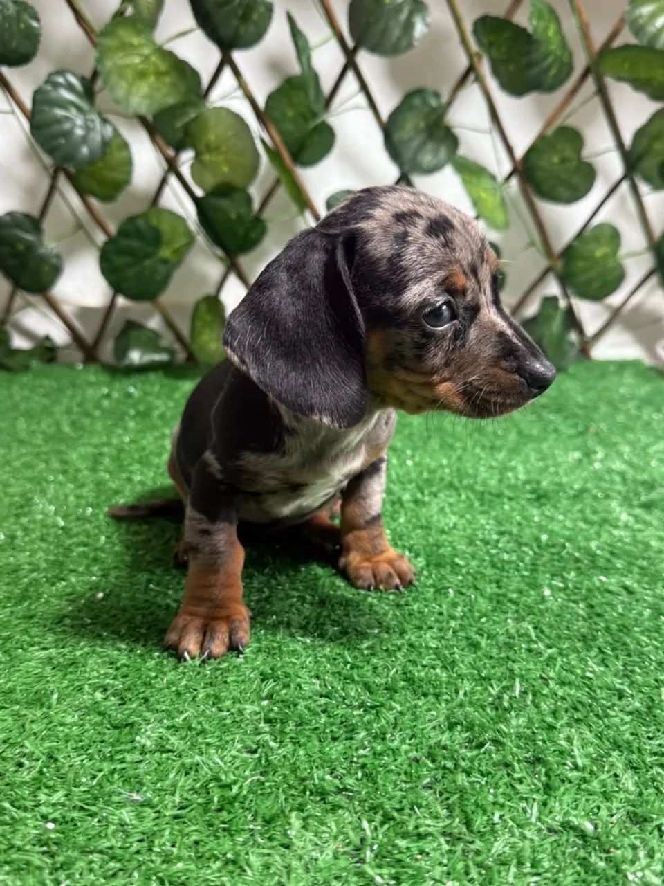 salsicha dachshund  - Foto 3