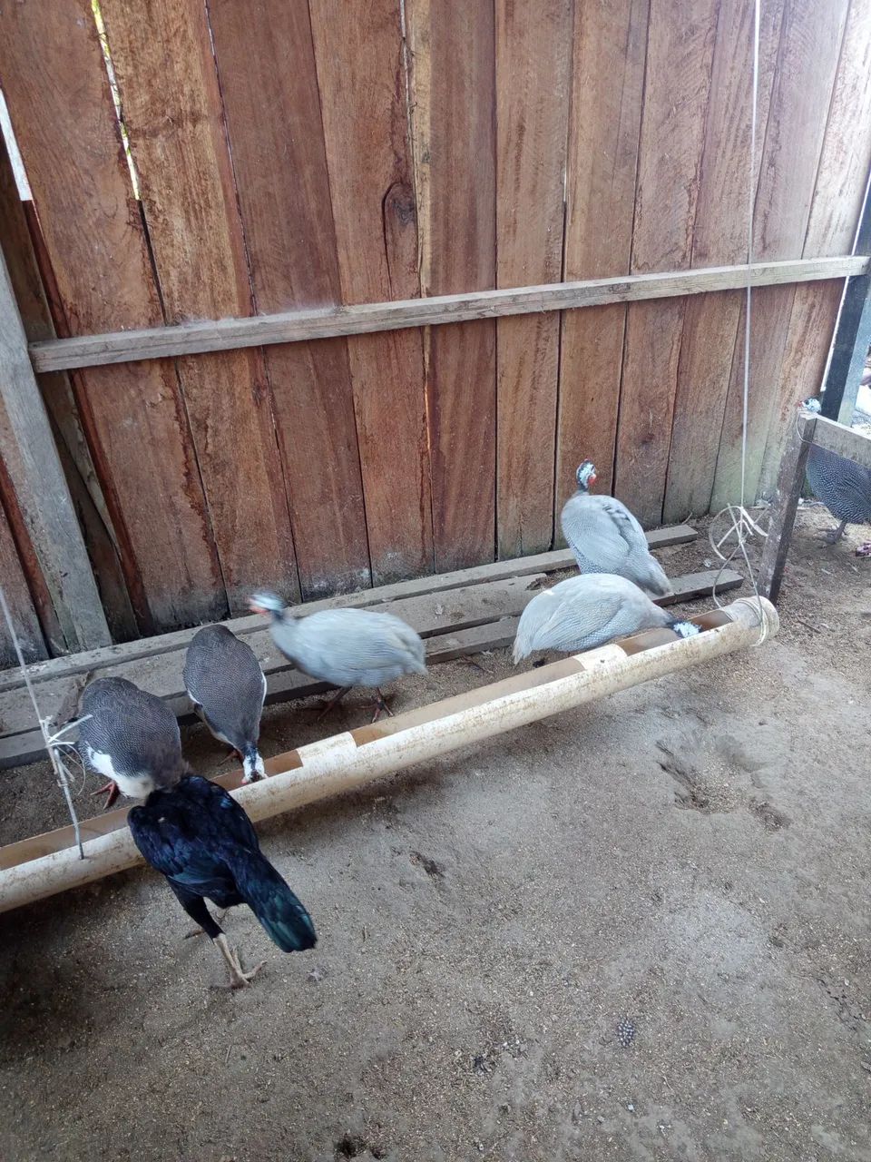 Animais 