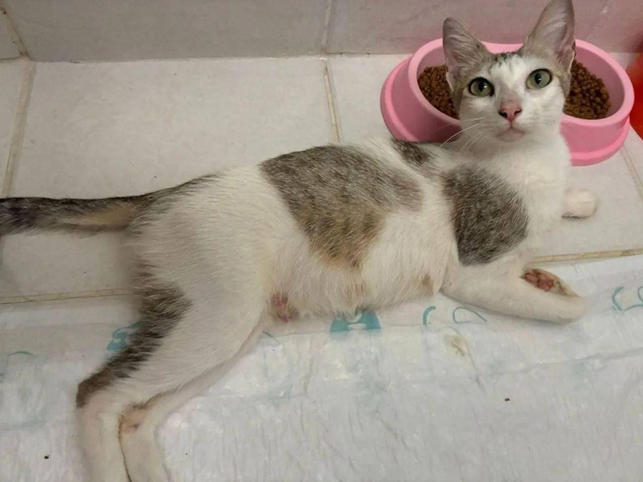 Gatinhas Para Doação