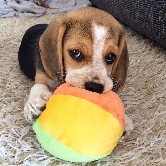 Beagle O próximo capítulo da sua história começa aqui