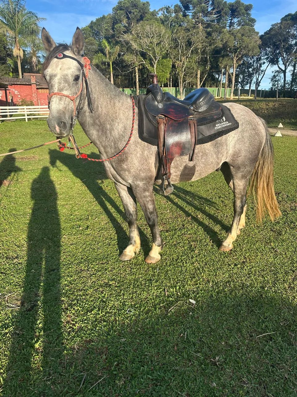 Cavalo Mangalarga Mineiro - marcha picada - Foto 2