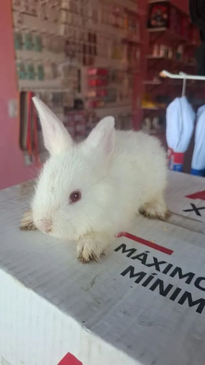 Coelho - Foto 2