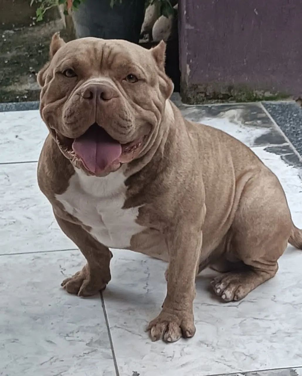 American Bully  - Foto 4