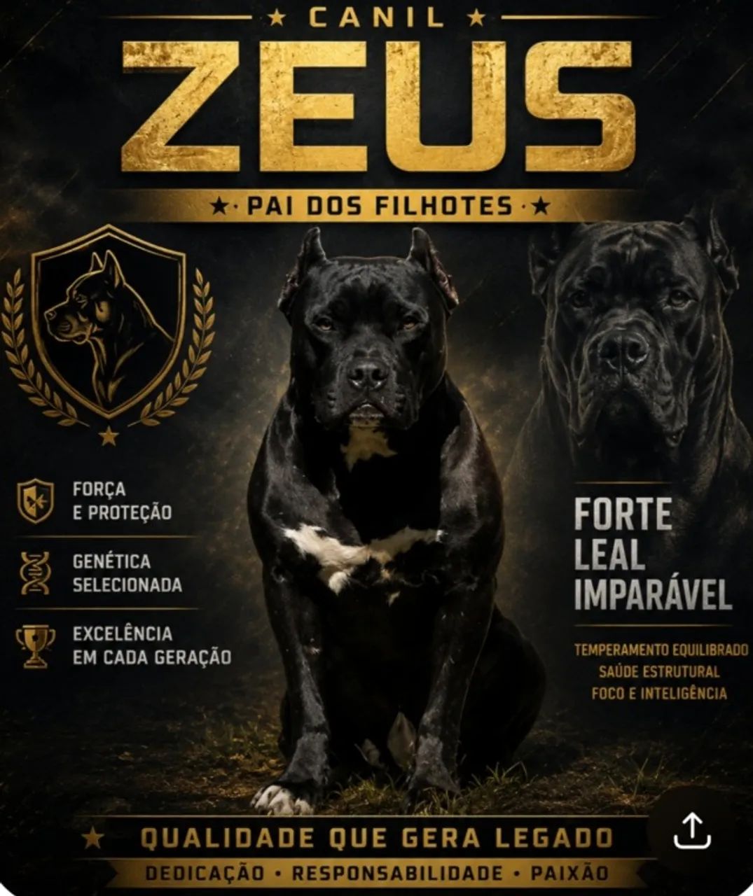 Filhote pitbull - Foto 4