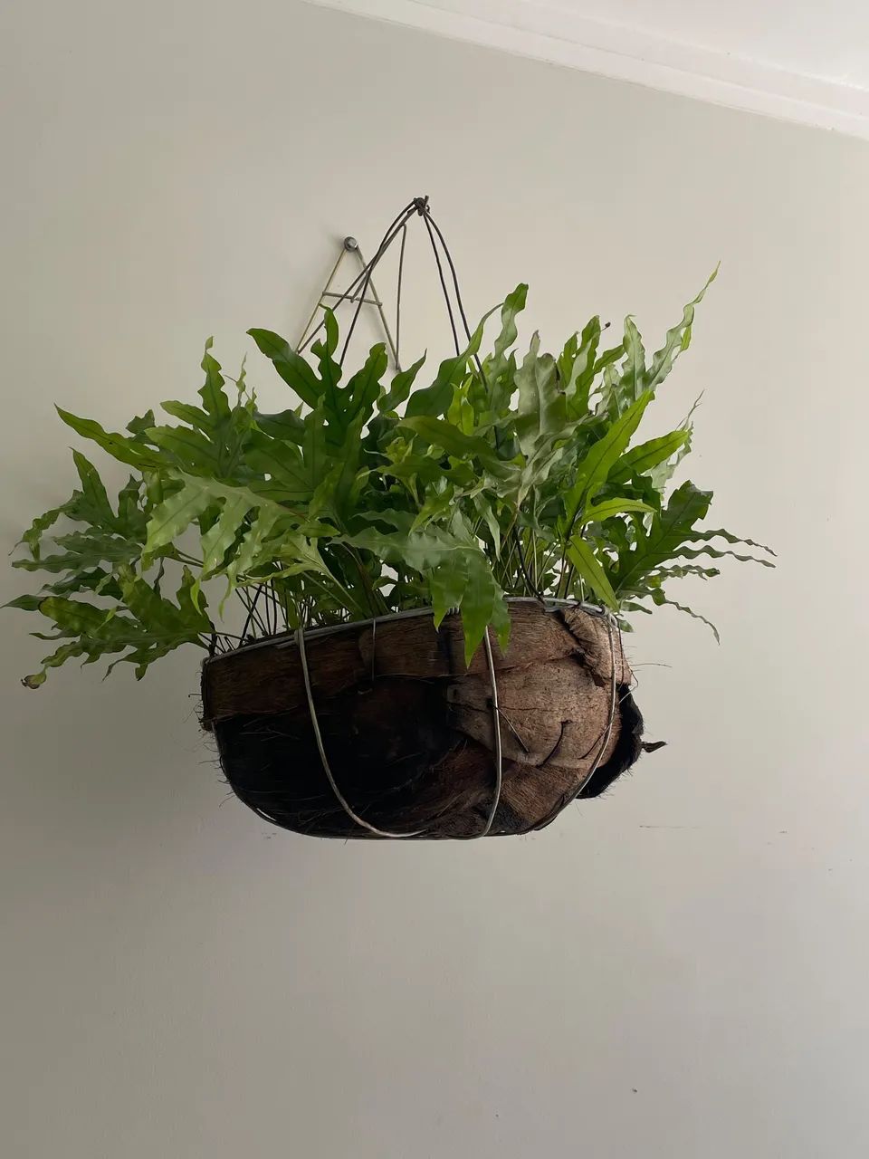 Vendo várias plantas  - Foto 4