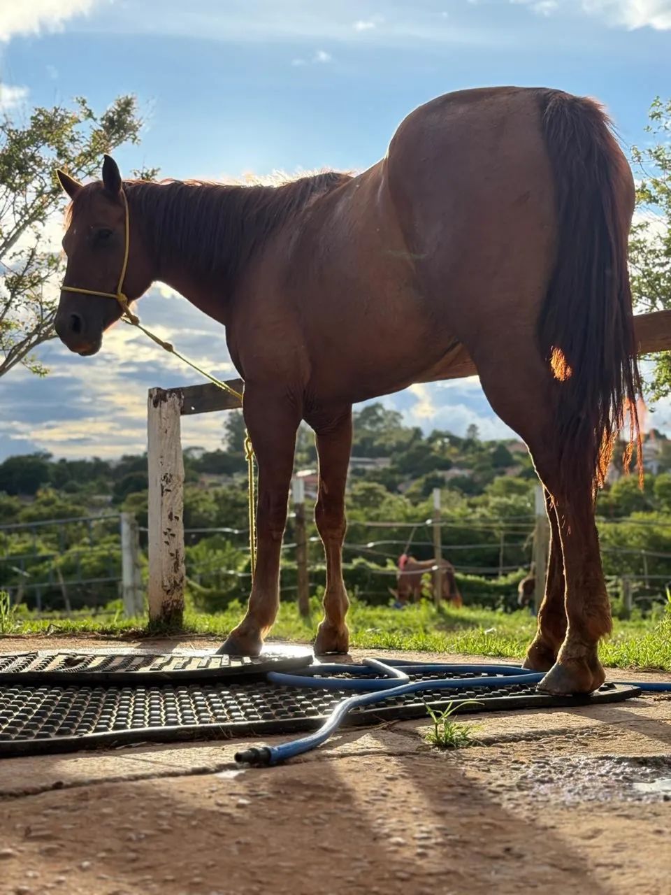 Égua quarto de milha - Foto 2