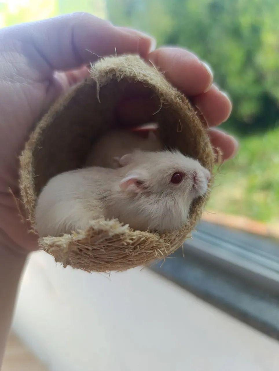 Vende-se Hamster Anão Russo Filhotes albinos 
