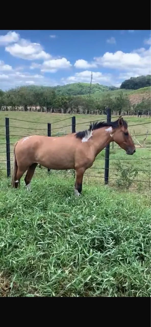 Égua - Mangalarga marchador (Pampa Baio) - Foto 2