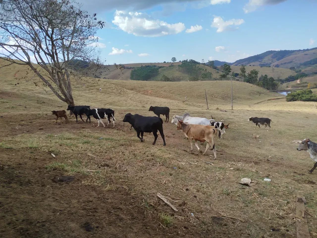 Fazenda em Oliveira /MG 65 hectares café E PLANTAÇOES DIVERSAS,, PODENDO USAR AGUA POR GRA - Foto 4