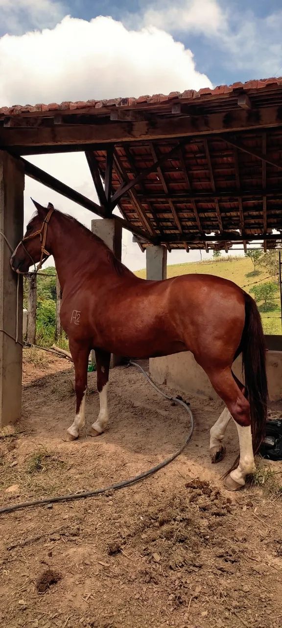 Burro filho do jumento Morro Vermelho  - Foto 4