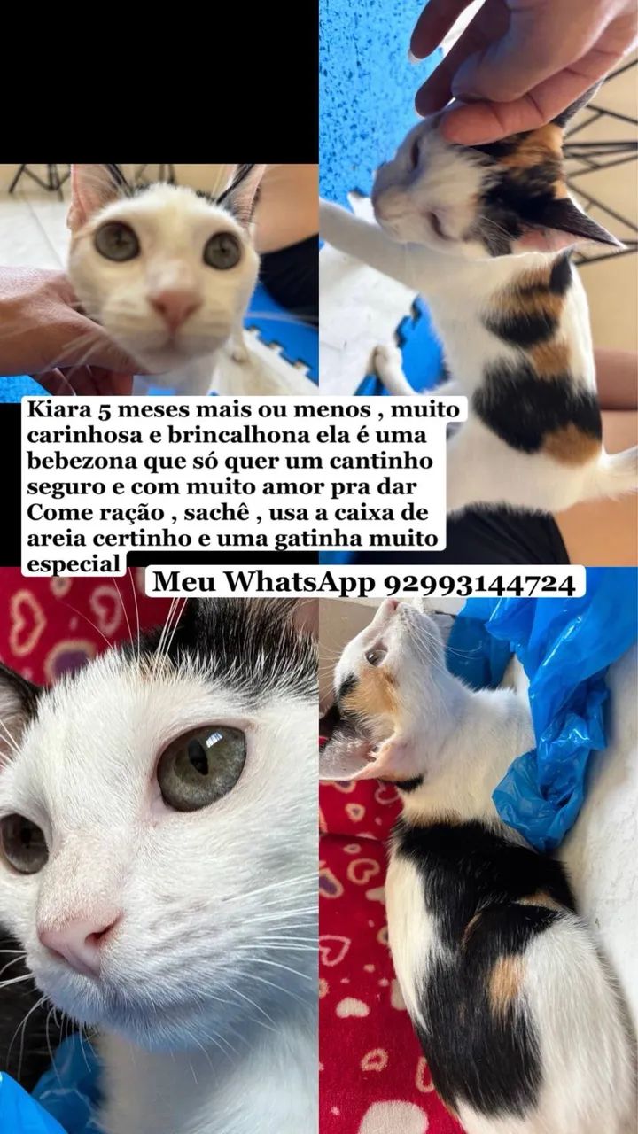 Gata 5 meses 