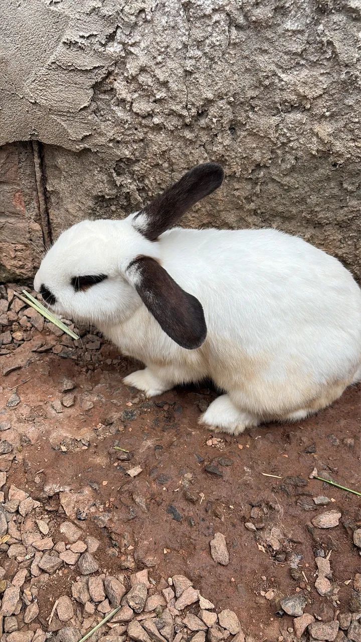 Coelhos  - Foto 4