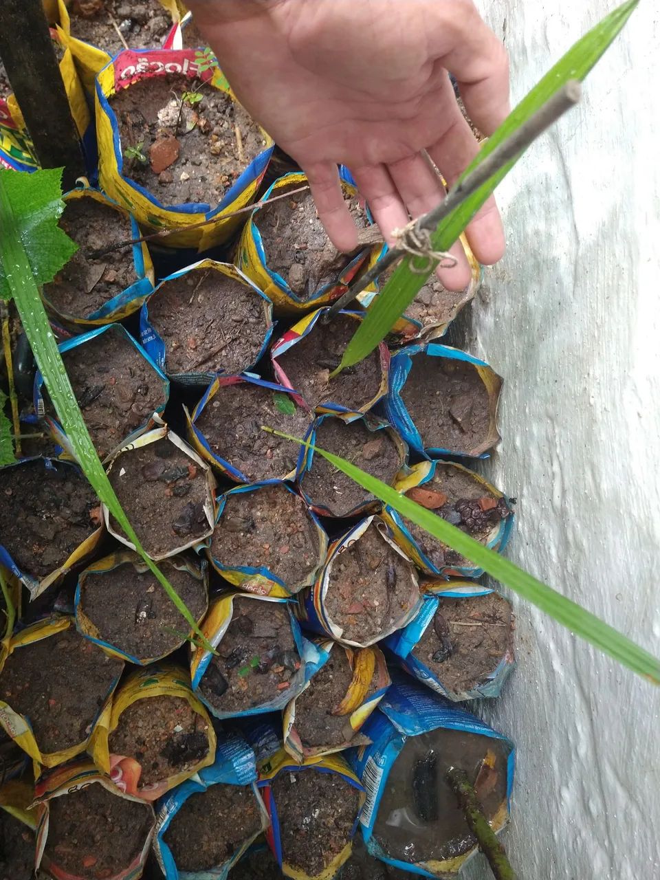 4 tamareiras jumbo medjool 