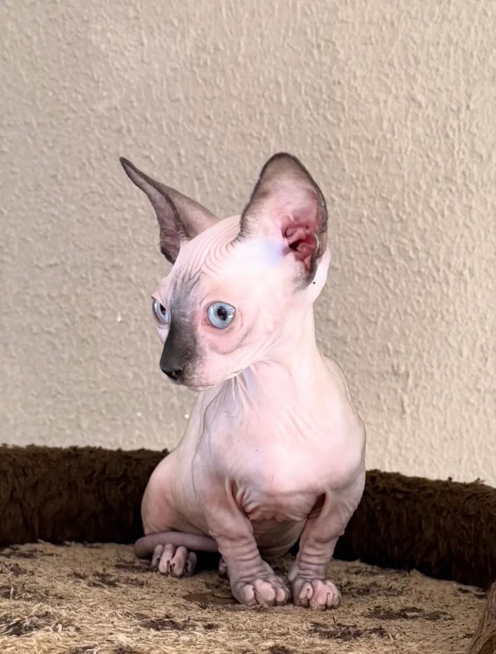 Filhote Sphynx  - Foto 2