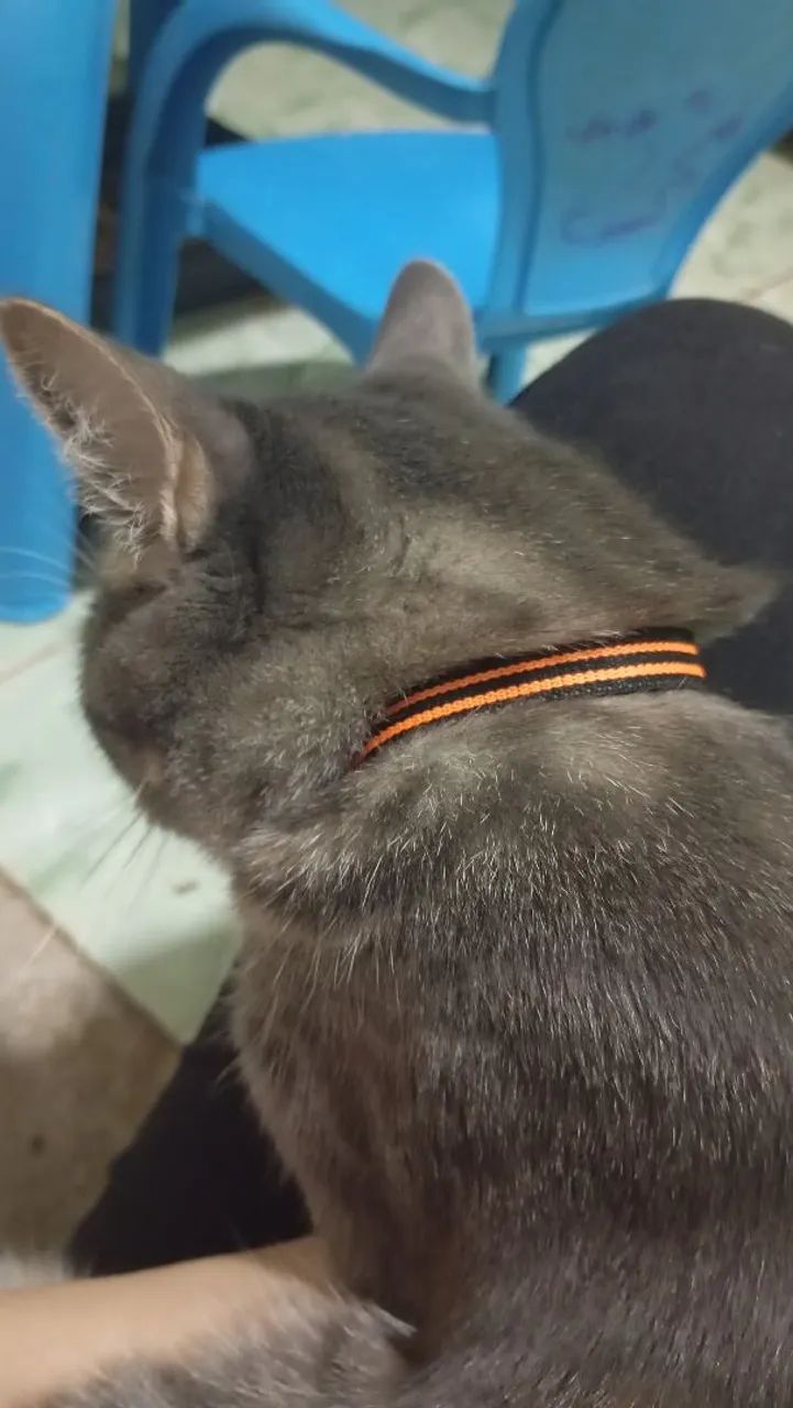 Doe se gato  - Foto 2