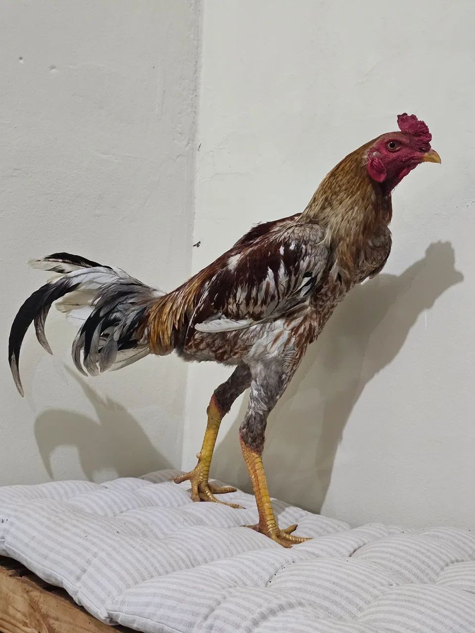Galo - Foto 2
