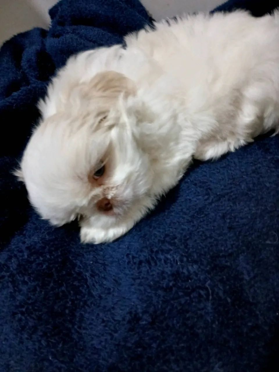 Cachorro raça shitzo  - Foto 4