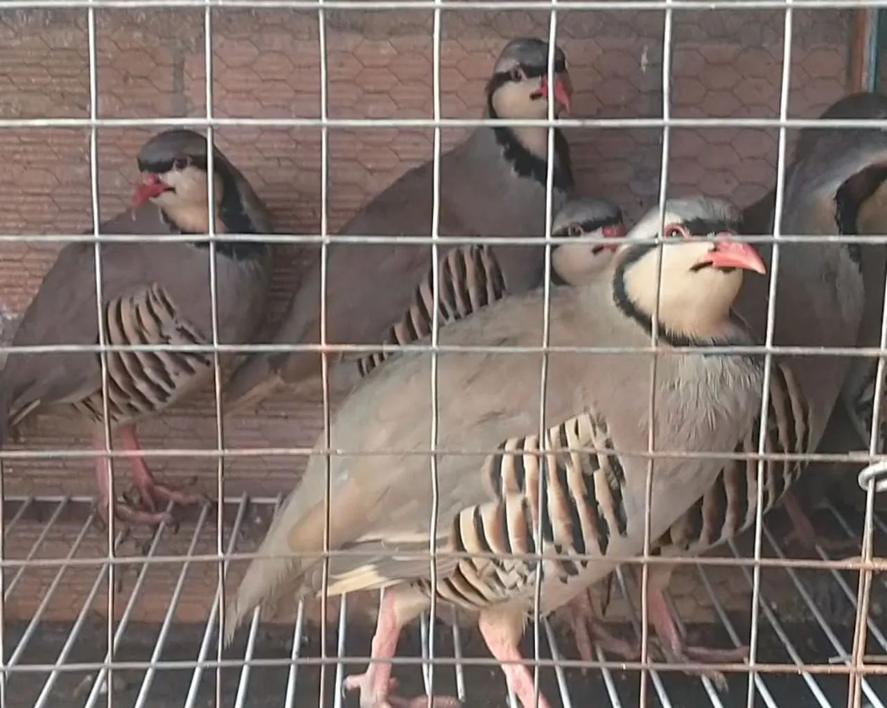 Perdiz 