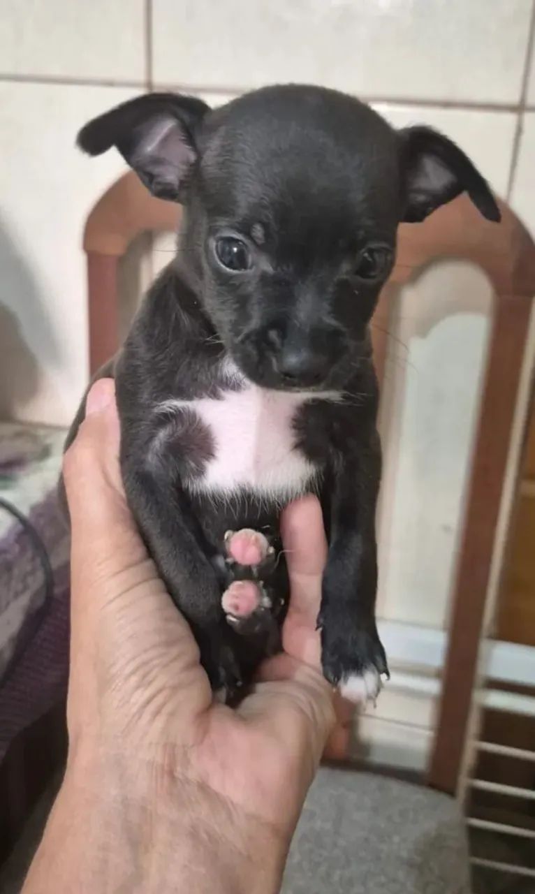 pinscher x fox lindos e pequenos  - Foto 3