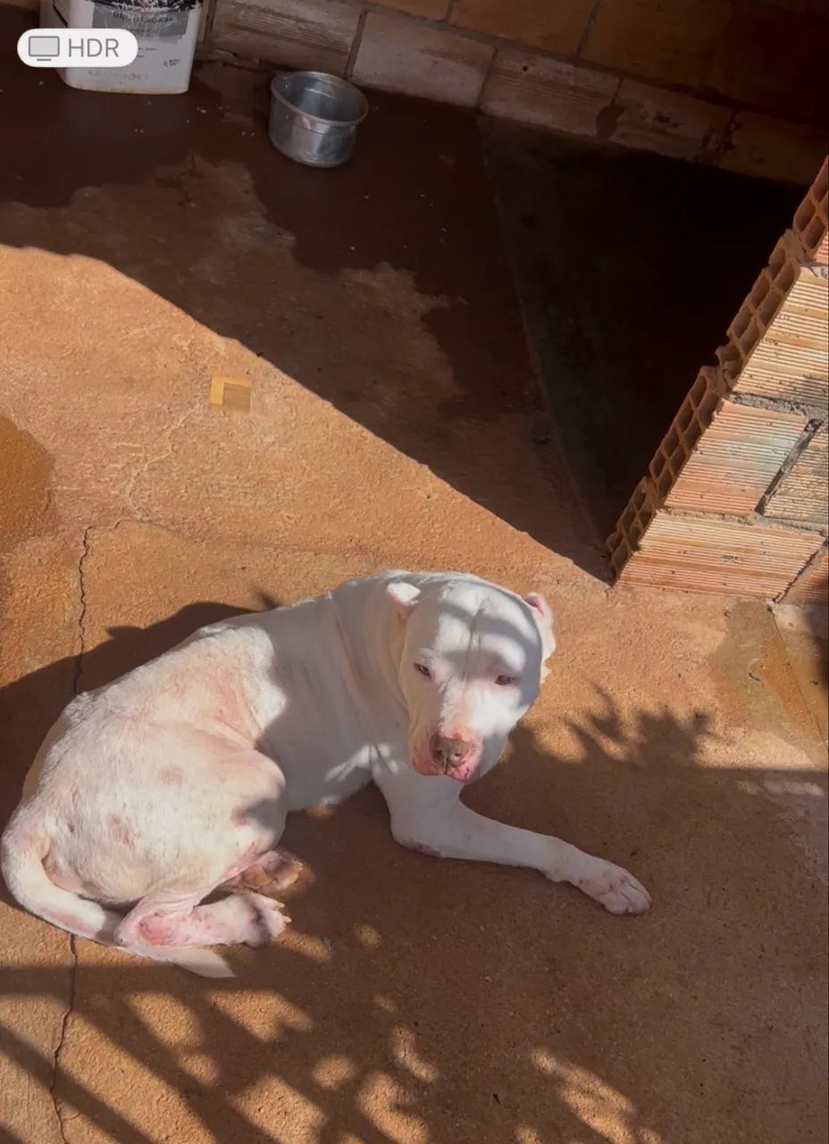 Cachorro  - Foto 3