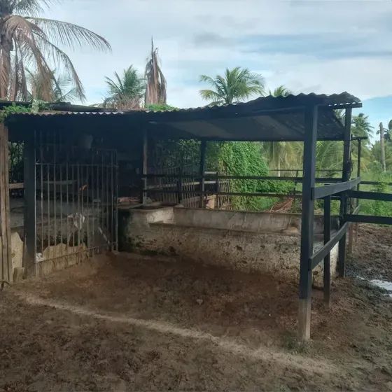 Granja com 7 hectares em monte alegre - Foto 4