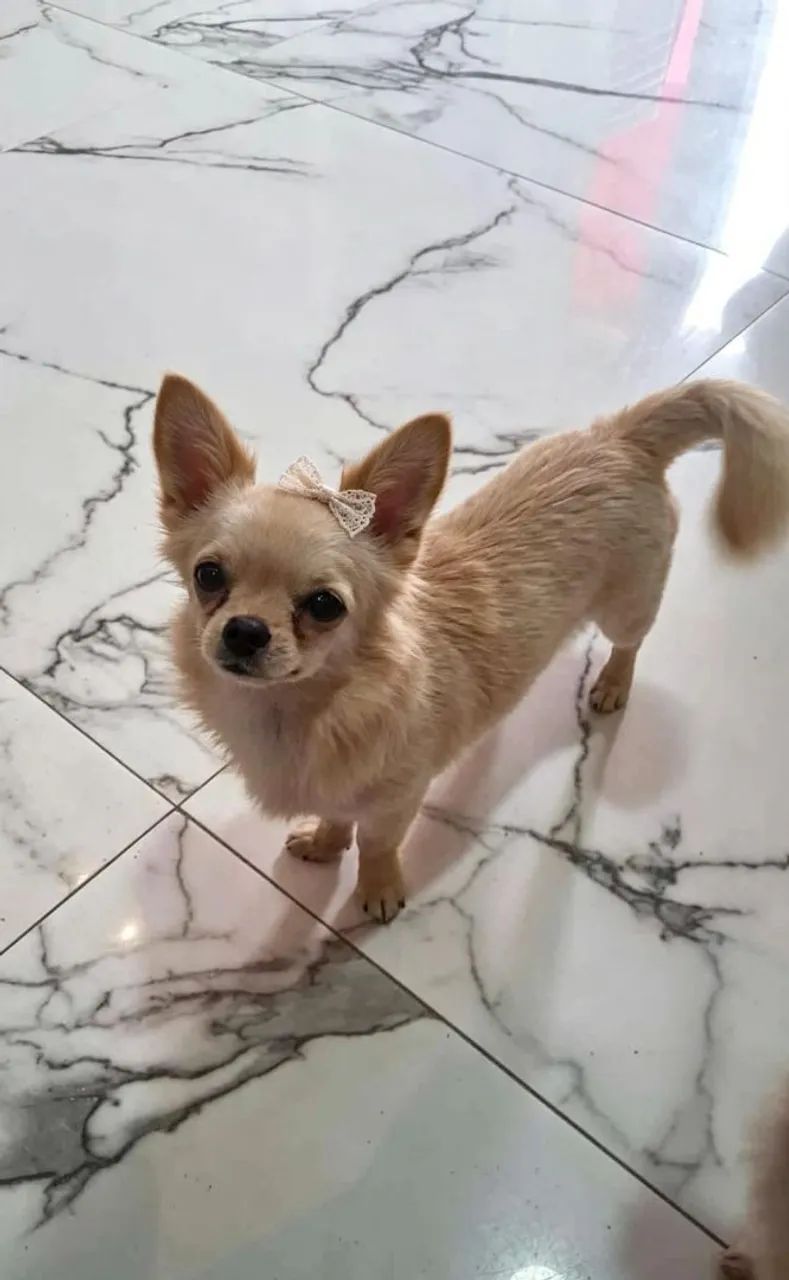 Cachorro 