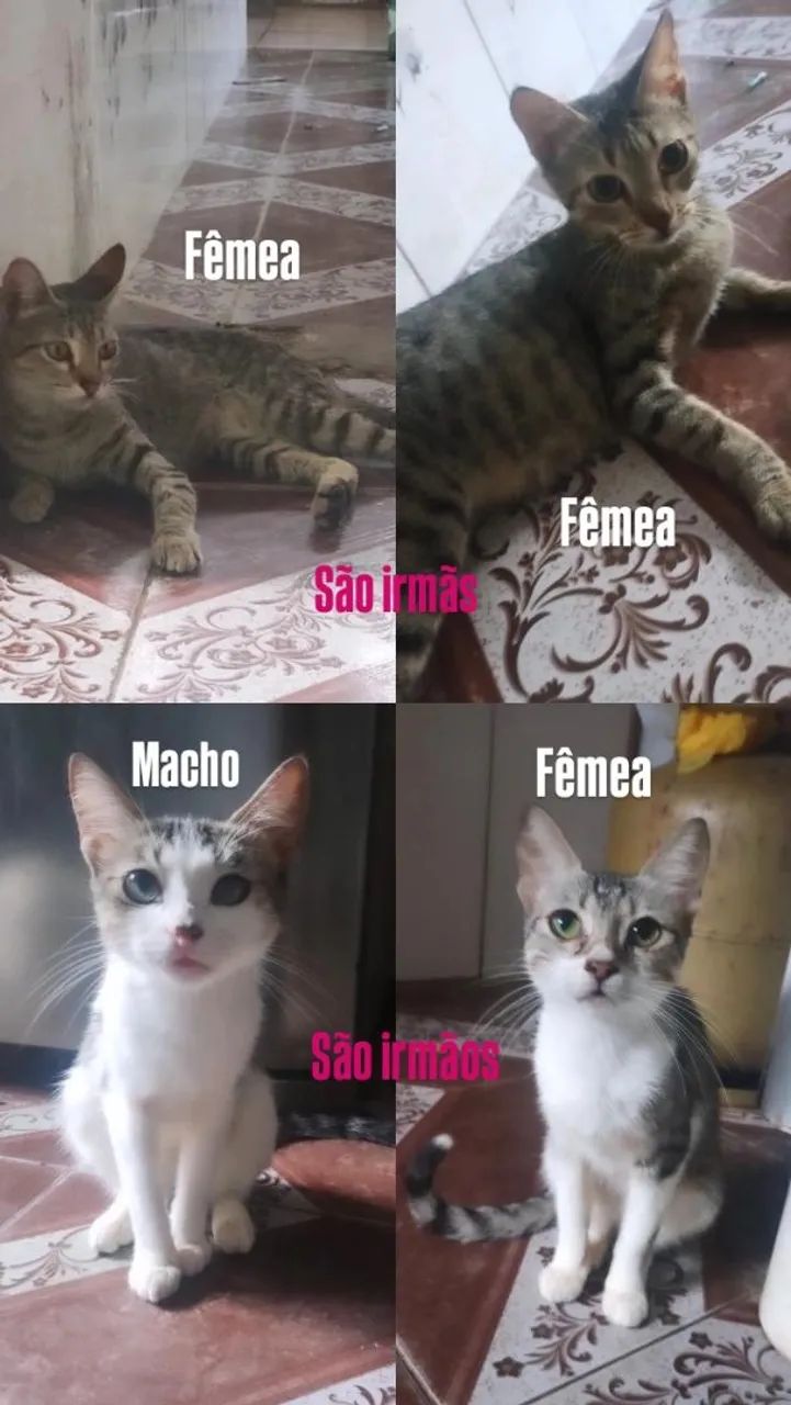 Gato pet