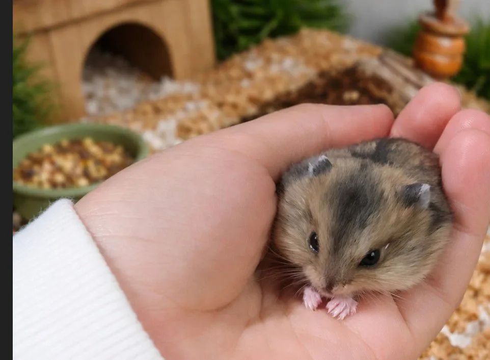 Filhote hamster anão russo - Foto 4