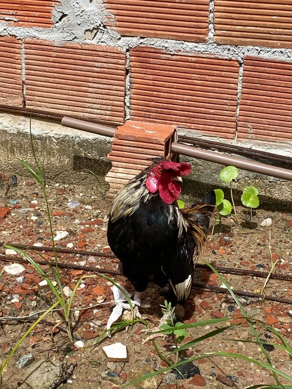Galo mini Garnizé