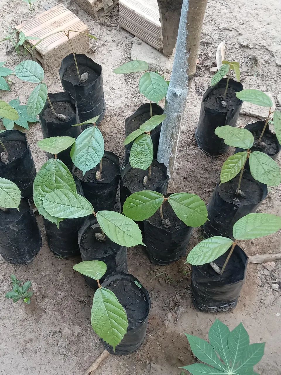 Vendo mudas de cupuacu novas  - Foto 3