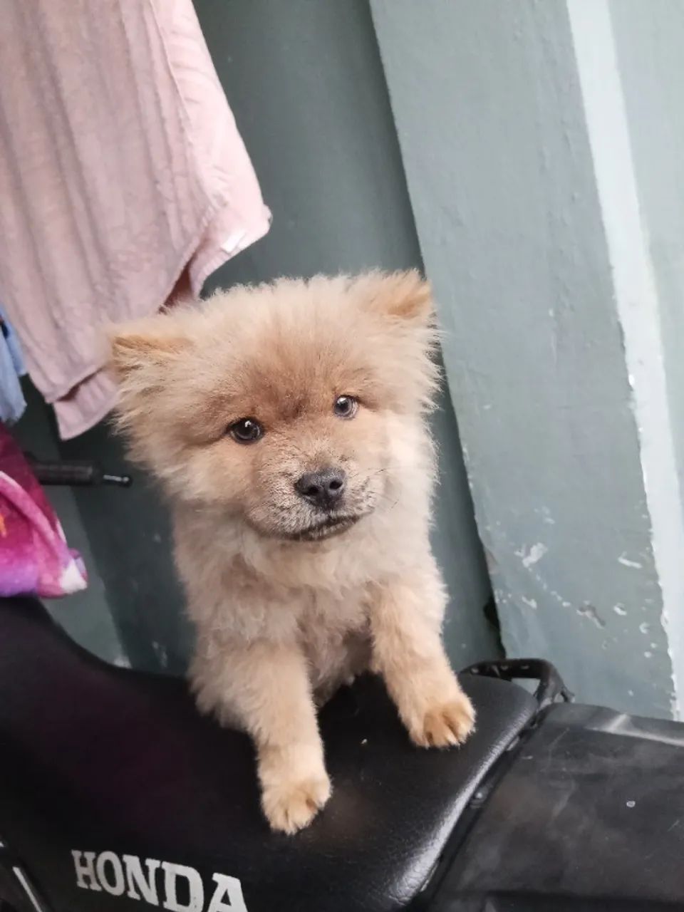 Vendo 300 - Foto 4