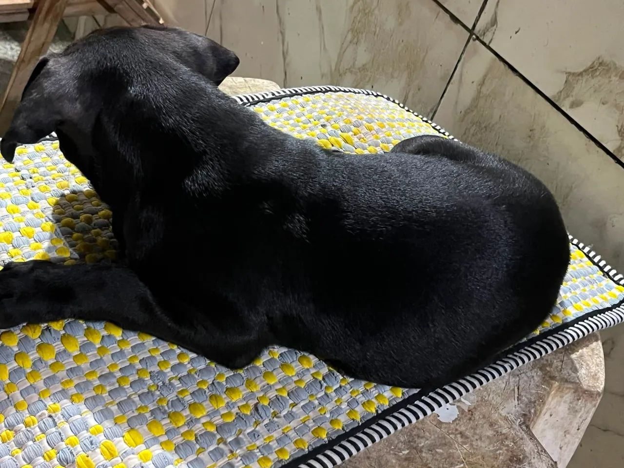 Cachorros  - Foto 4