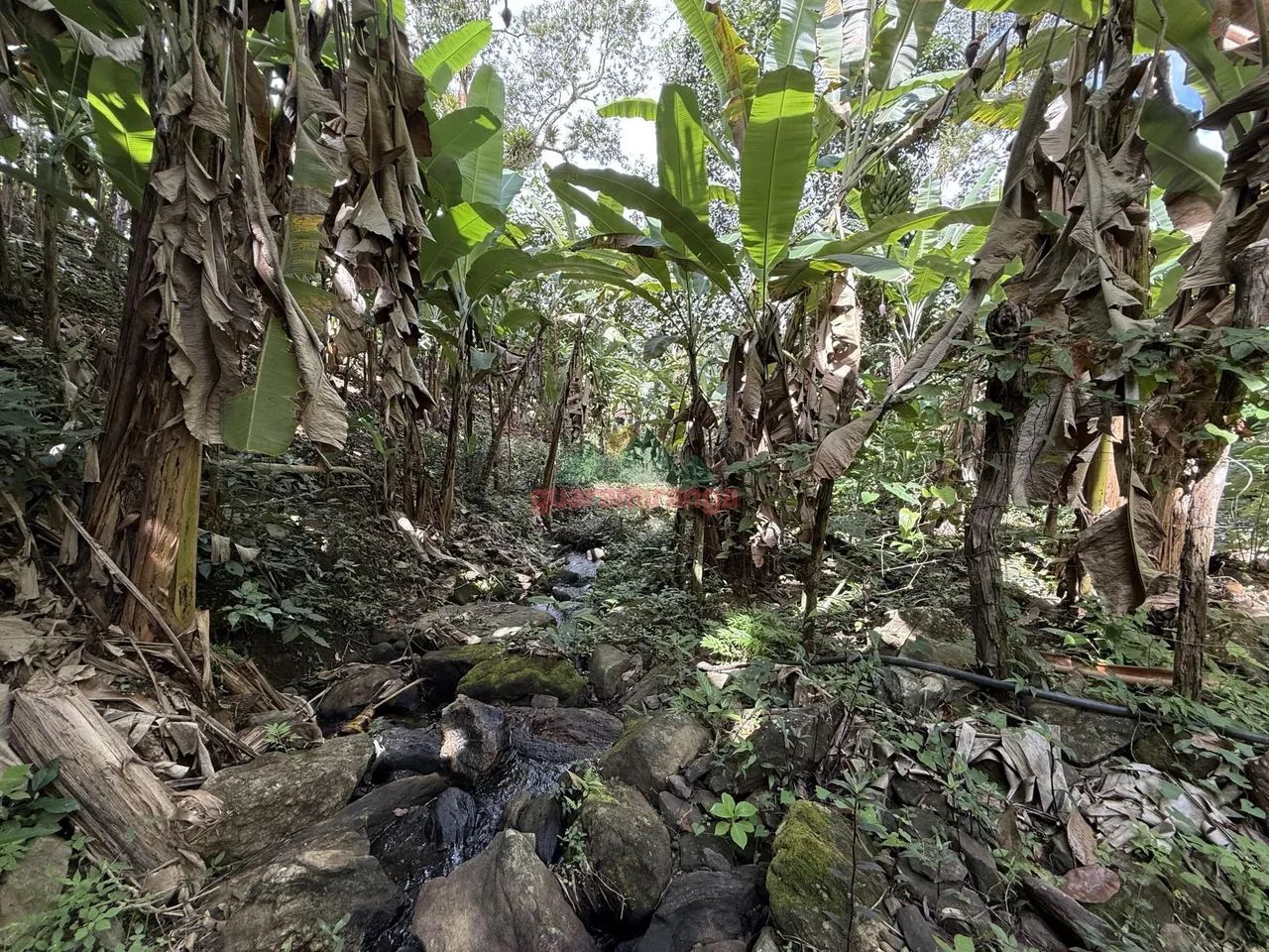 Sitio de 3 HA com uma nascente e muitas fruteiras. - Foto 4