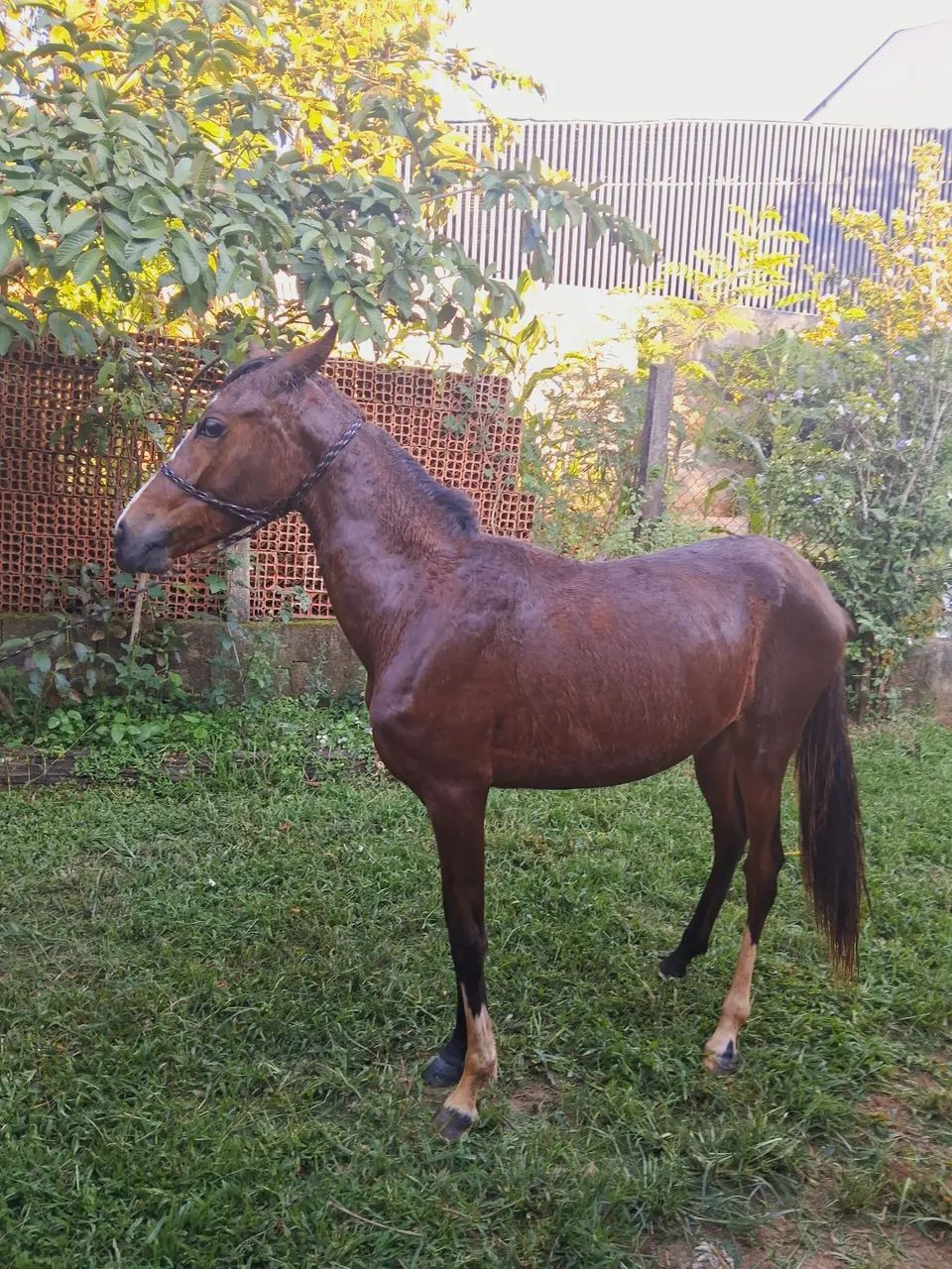 Potra 1 ano e 4 meses MM - Foto 4