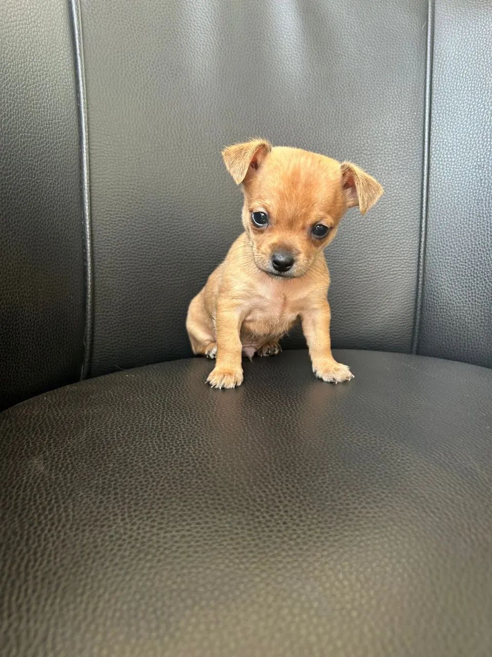 Pinscher zero  - Foto 3